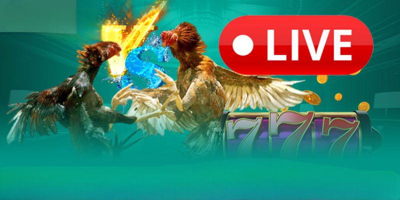 Đá Gà VNLOTO – Thiên Đường Đổi Thưởng Kịch Tính Nhất 2025