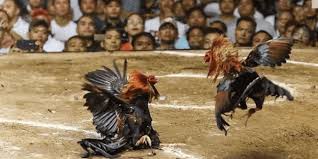 Mẹo Chọn Kèo Đá Gà Hiệu Quả Hôm Nay Cho Bet Thủ